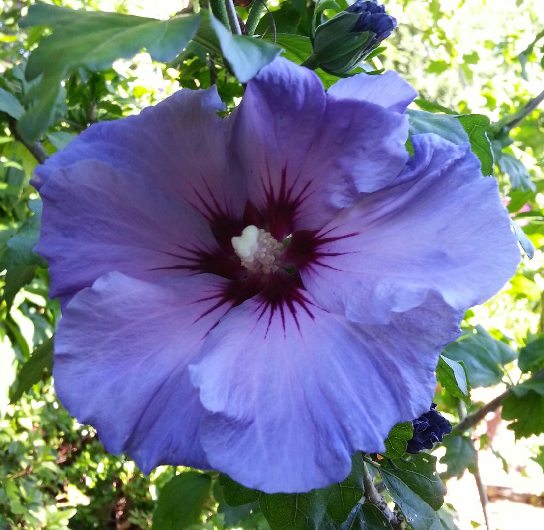  photo 20140728_085324-1_zpss5goznnf.jpg